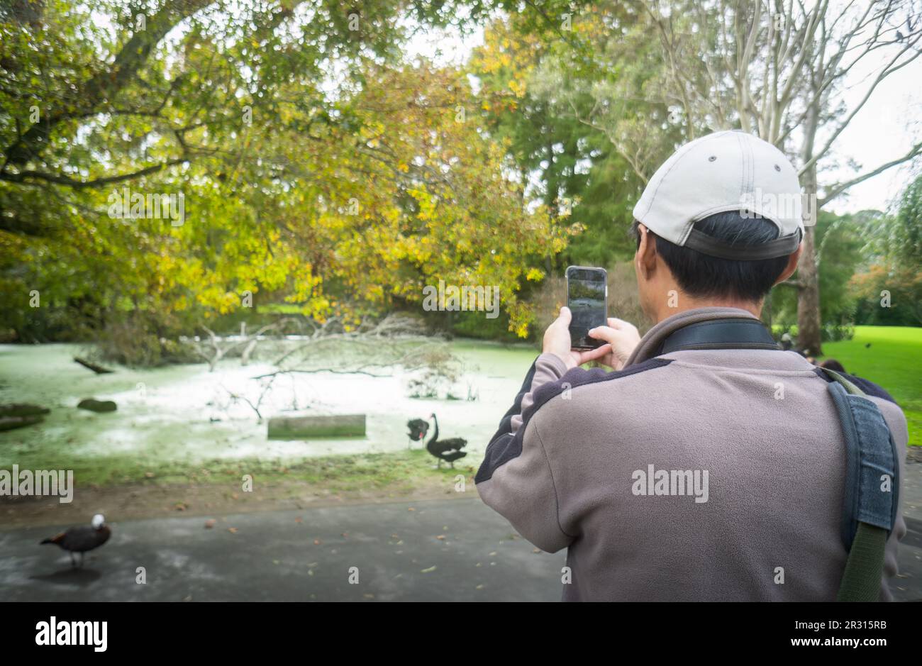 Tourist using mobile phone to take photos of black swans in Western Springs Park, Auckland. Stock Photo