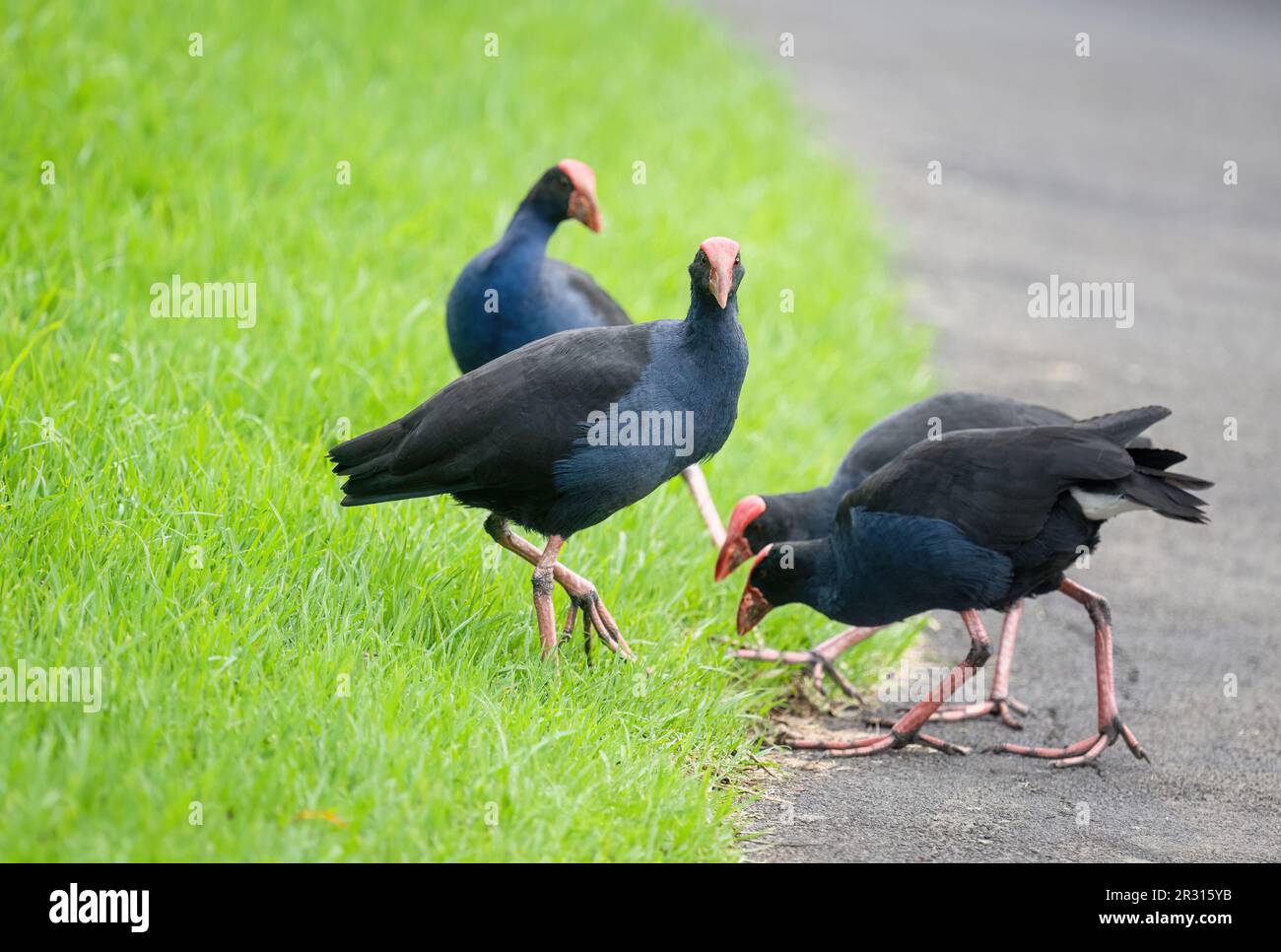 Four Pukekos, or Australasian Swamphen, at Western Springs Park in Auckland. Stock Photo