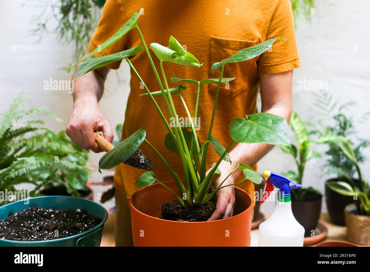 Man repotting green plant (Monstera Deliciosa) Stock Photo