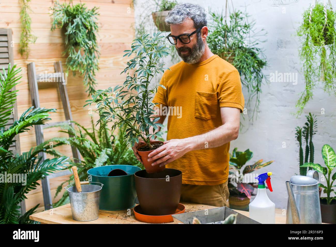 Man repotting green plant (Schefflera Umbrella Dwarf Plant) Stock Photo