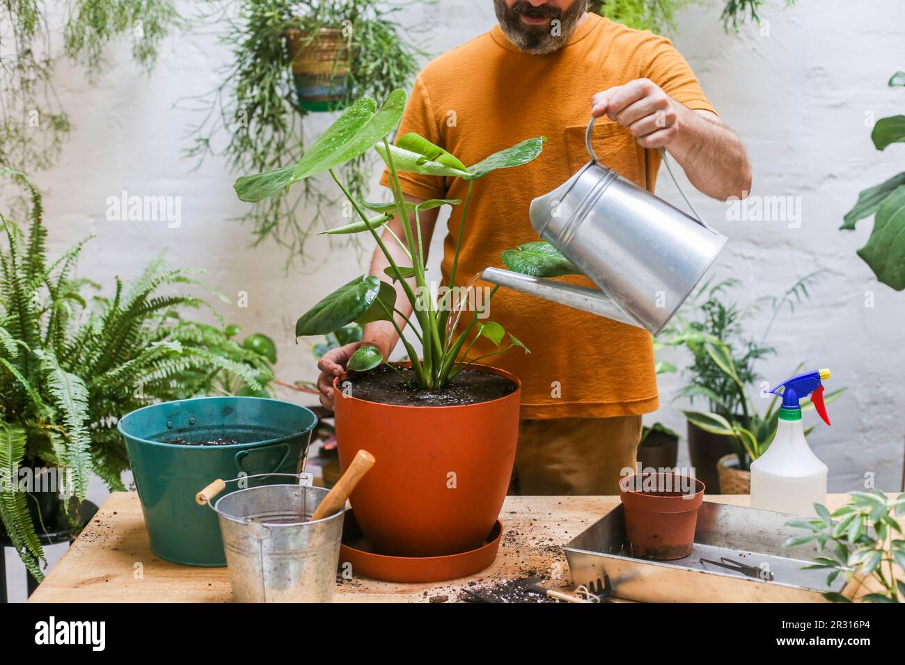 Man watering green plant (Monstera Deliciosa Stock Photo Alamy