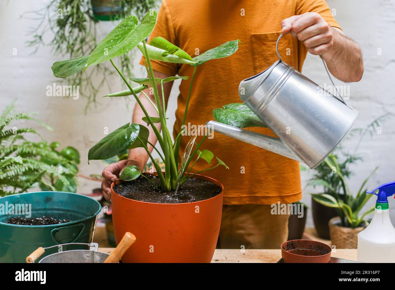 Man watering green plant (Monstera Deliciosa Stock Photo Alamy