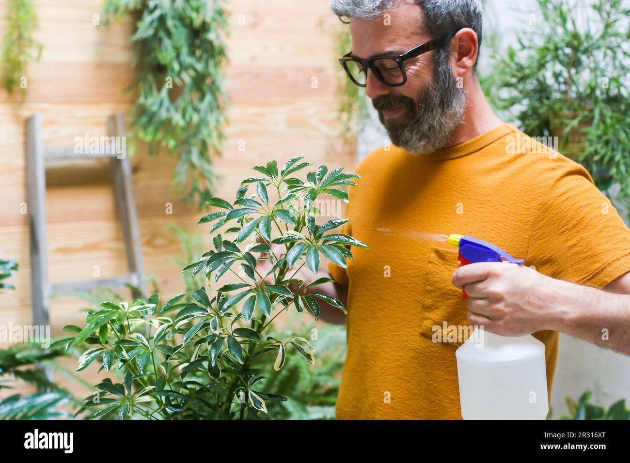 Man spraying green plant (Schefflera Umbrella Dwarf Plant) Stock Photo