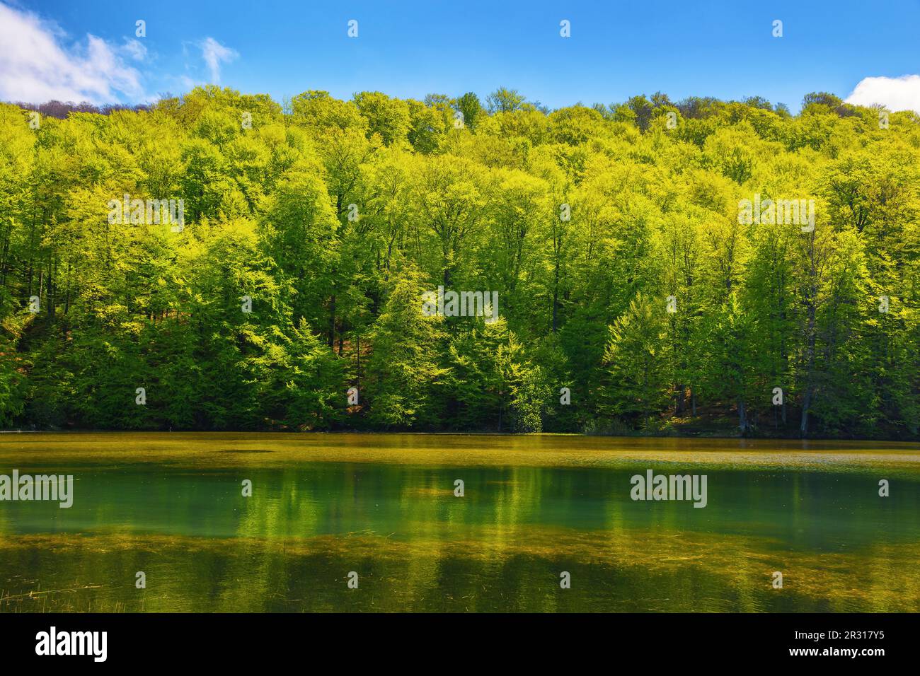 landscape with park pond. forest on the hill beneath a sky with puffy clouds. sunny weather in spring Stock Photo