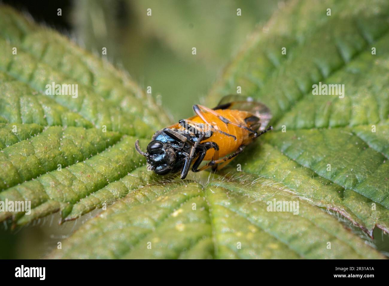 A colourful bramble sawfly (Arge cyanocrocea) plays dead in an effort ...