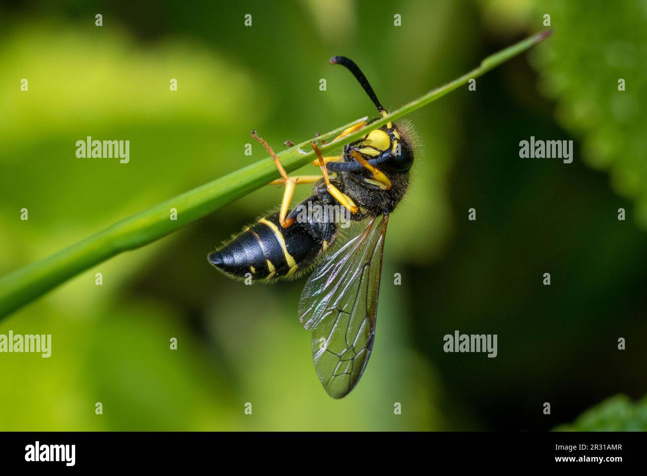 A male mason wasp (Ancistrocerus sp), taken at Tunstall Hills nature reserve, Sunderland, UK. Stock Photo