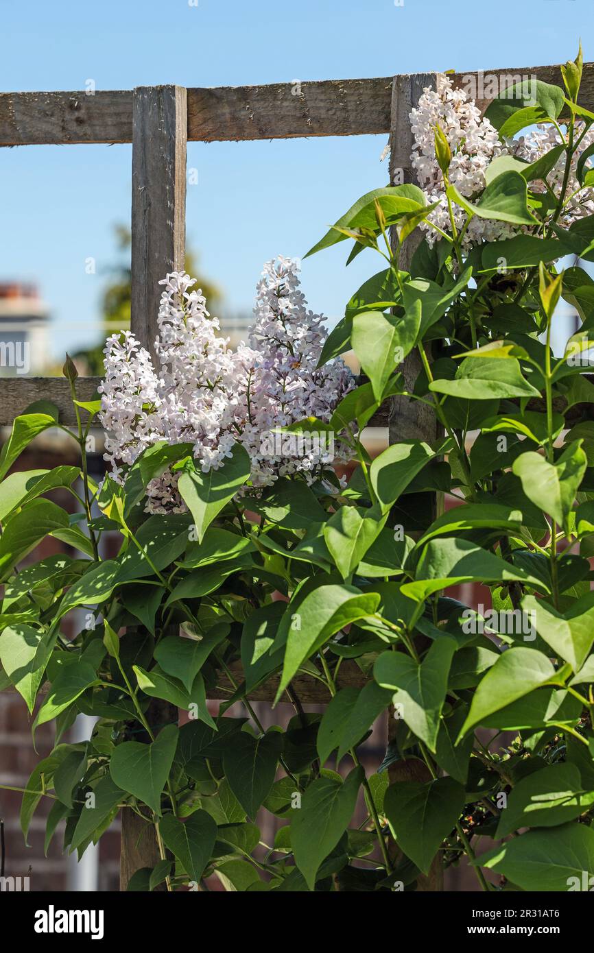 A pale lilac set against an urban garden trellis almost white in May Stock Photo