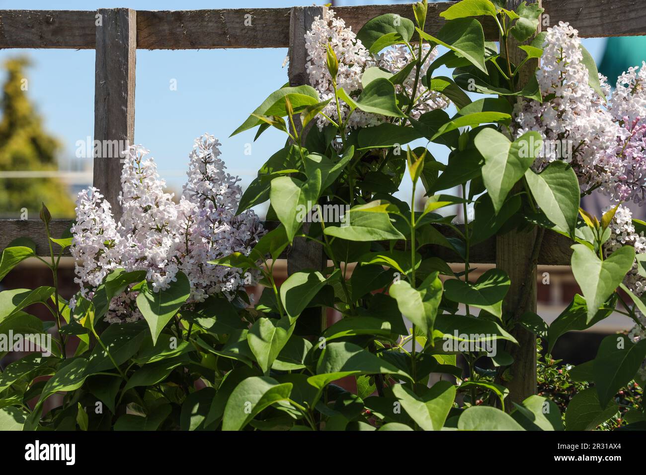 A pale lilac set against a garden trellis almost white in May Stock Photo