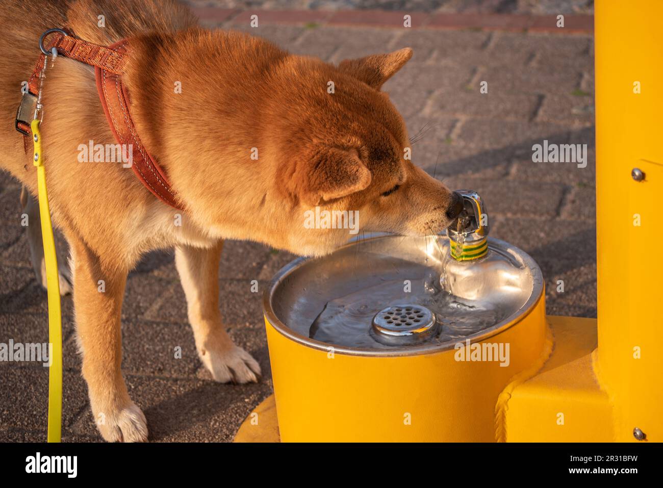 Shiba inu dog is drinking water from public drinking station Stock