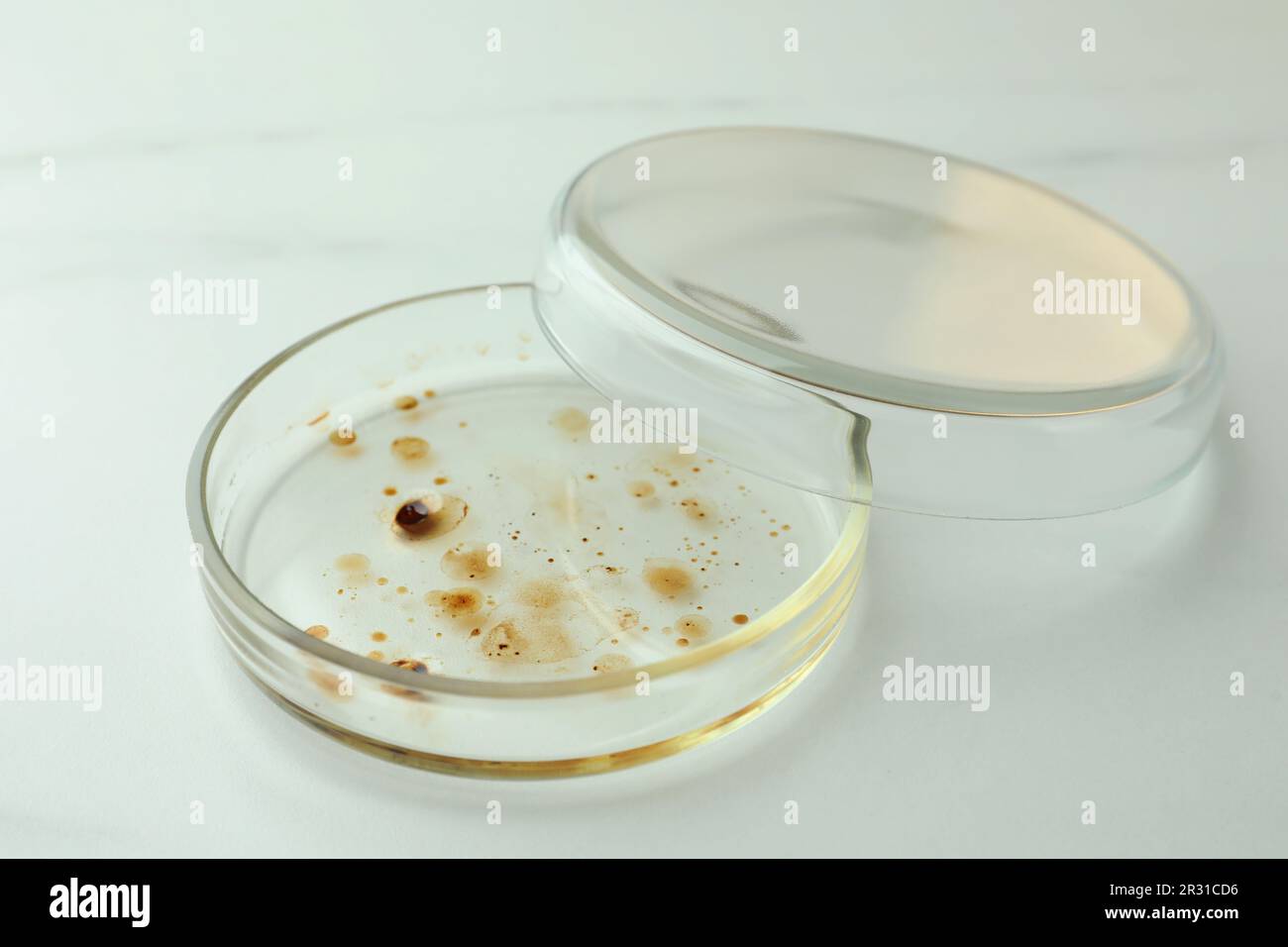 Petri dish with bacteria colony on white background Stock Photo - Alamy