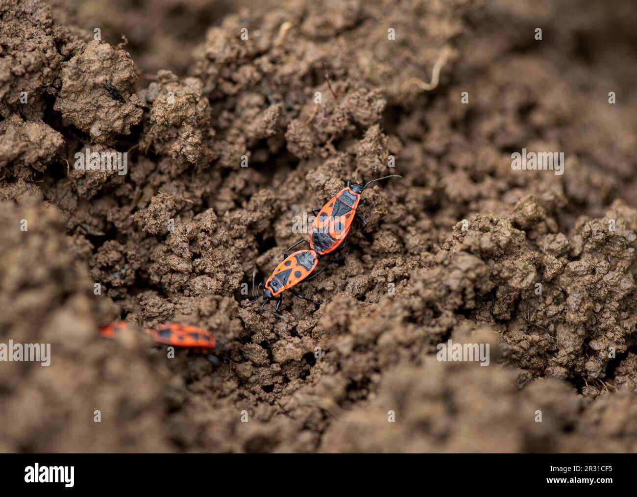 Firebug, Pyrrhocoris apterus. Mating. Slovenia. Stock Photo