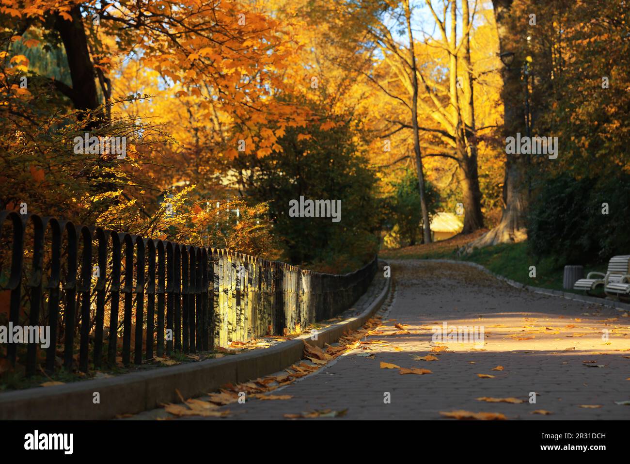 Autumn yellow trees in the park with white fence hi-res stock ...