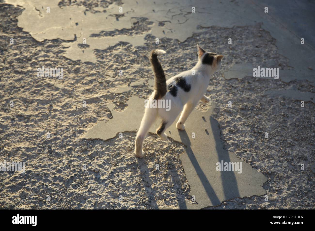 Cute black and white cat on asphalt outdoors. Stray animal Stock Photo ...