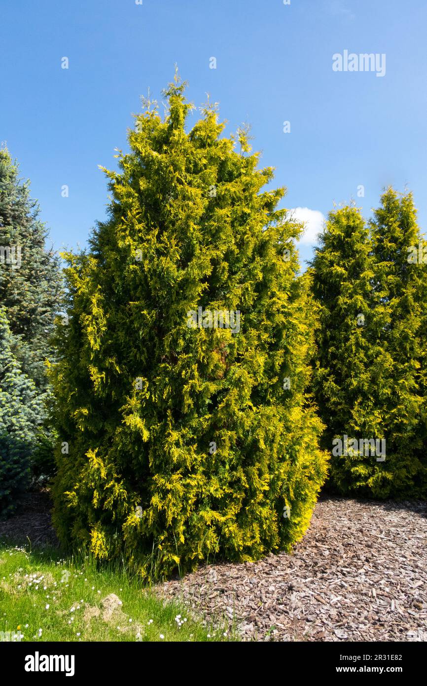 American Arborvitae Thuja occidentalis "Yellow Ribbon" Stock Photo