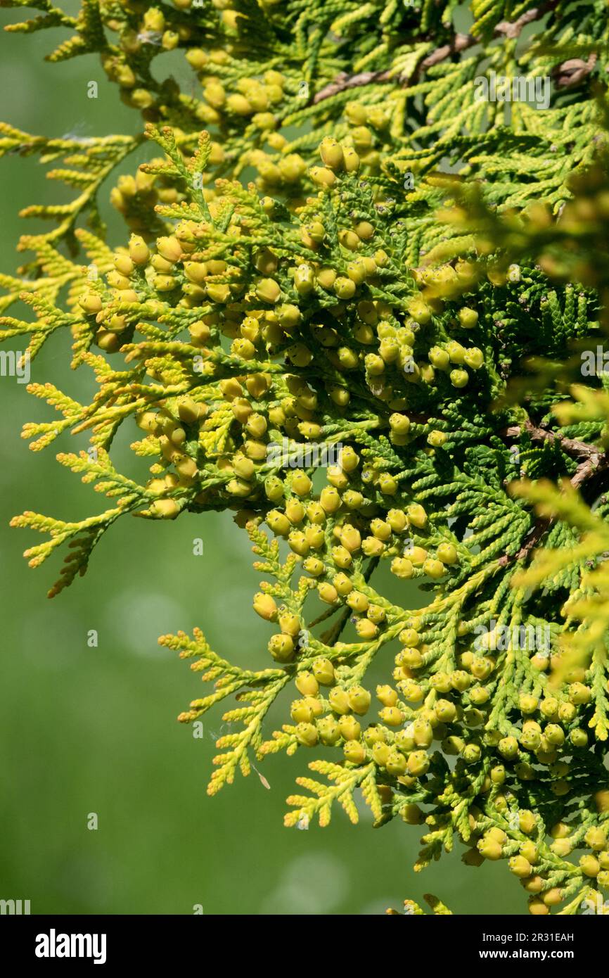 American Arborvitae, Thuja occidentalis 'Yellow Ribbon' Stock Photo