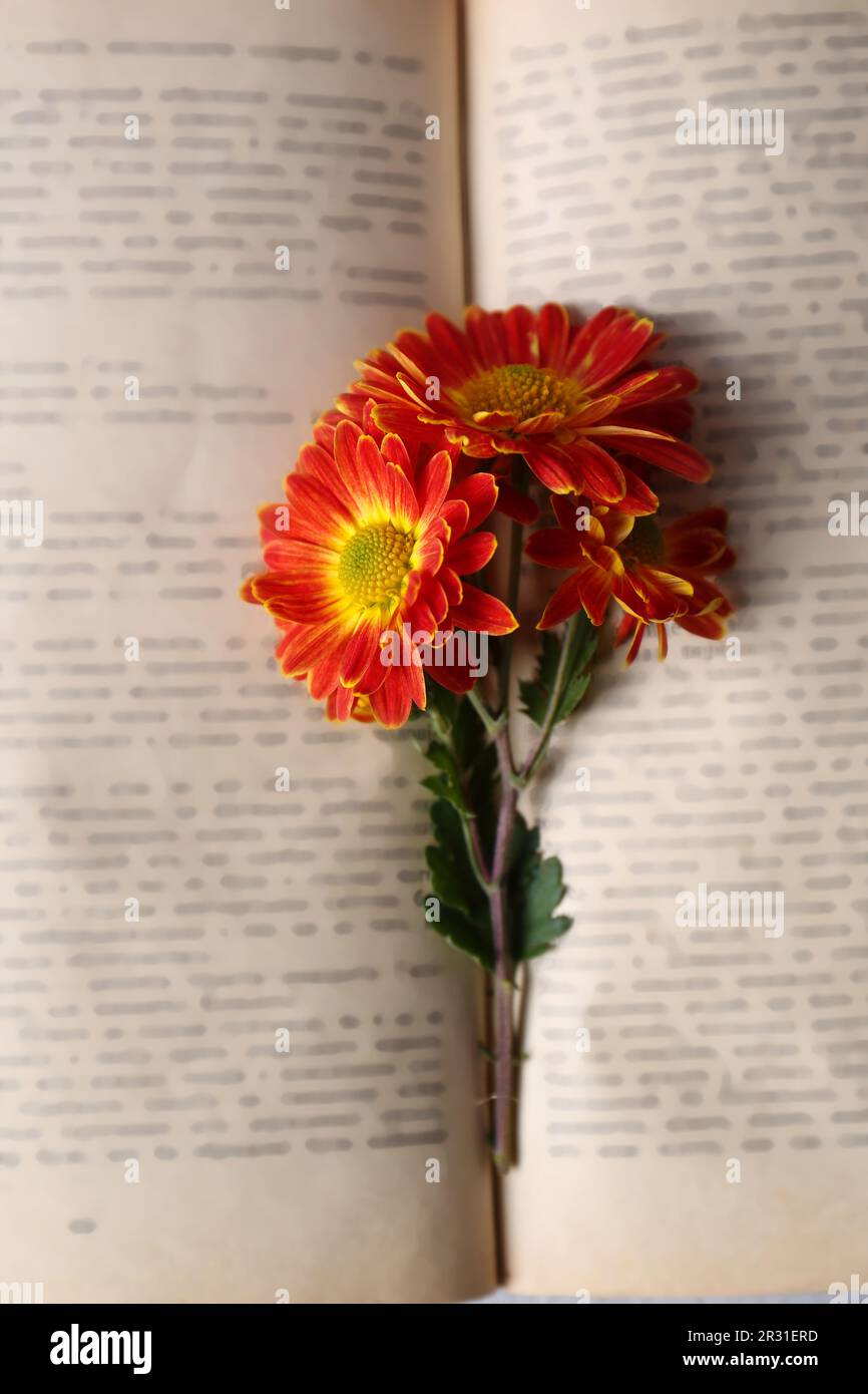 Book with chrysanthemum flowers as bookmark, top view Stock Photo Alamy