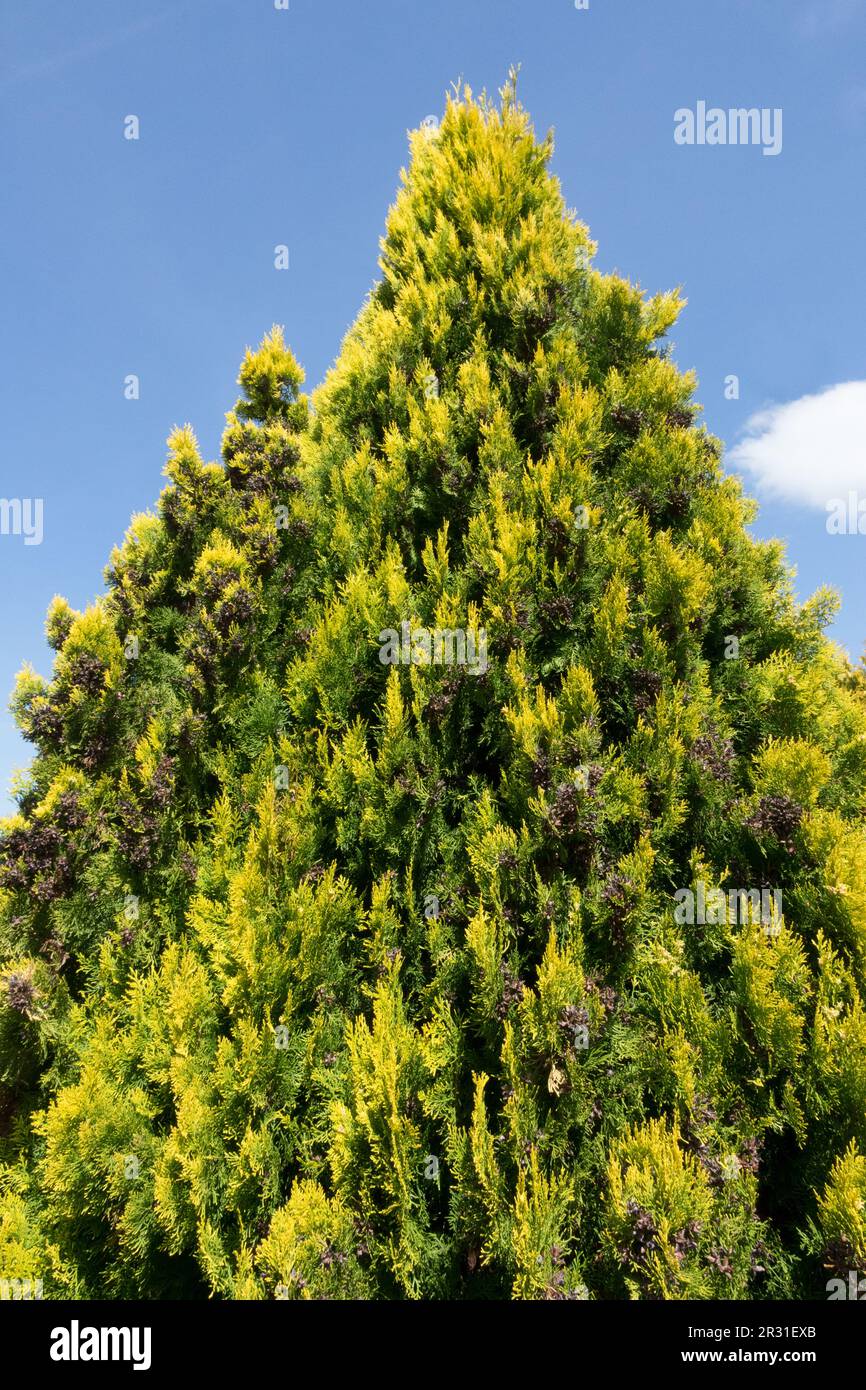 Platycladus, Thuja orientalis 'Elegantissima' Tree Thuja Stock Photo