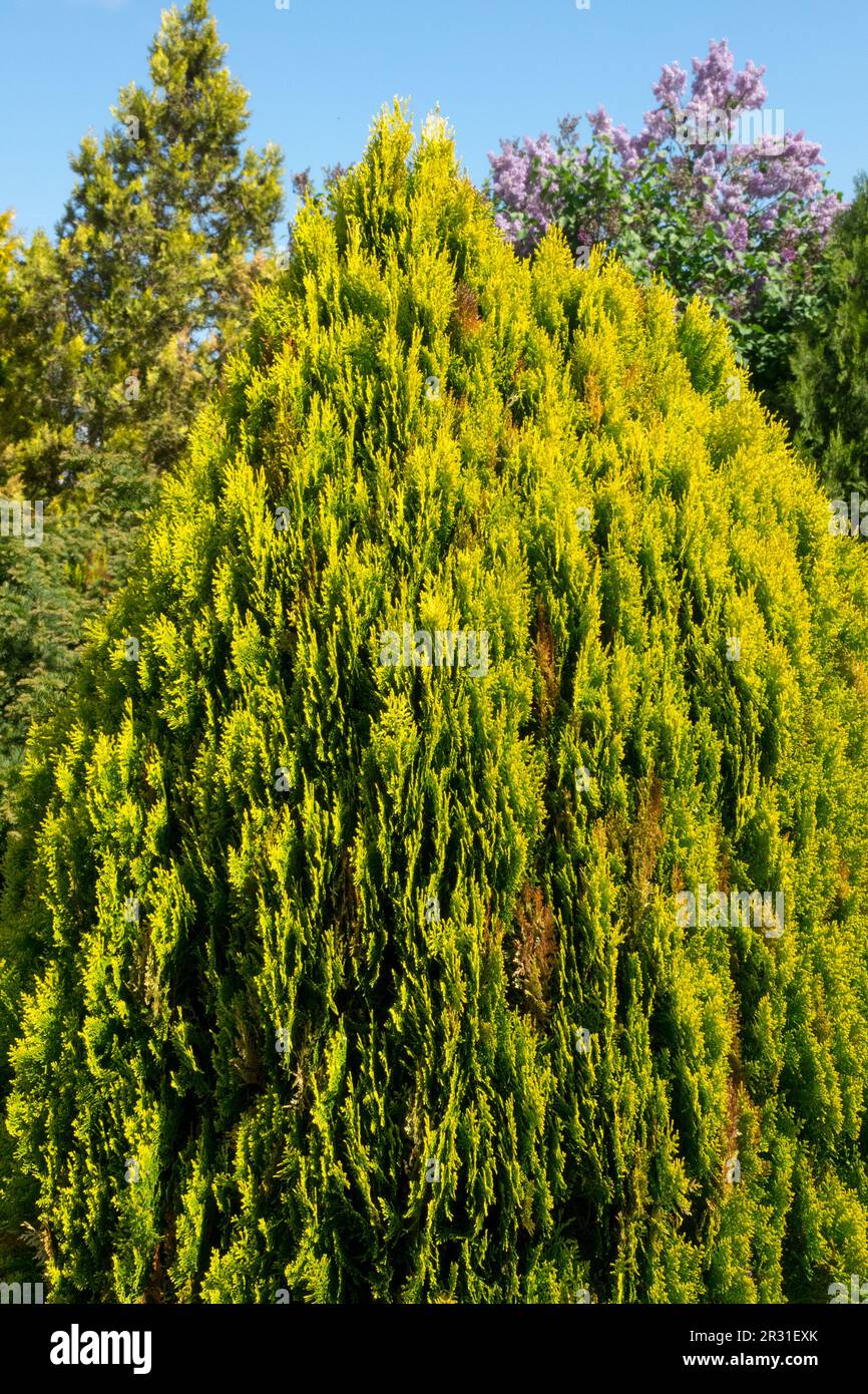 Oriental Arborvitae, Oriental Thuja Tree Thuja 'Pyramidalis Aurea', Spring, Platycladus orientalis Stock Photo