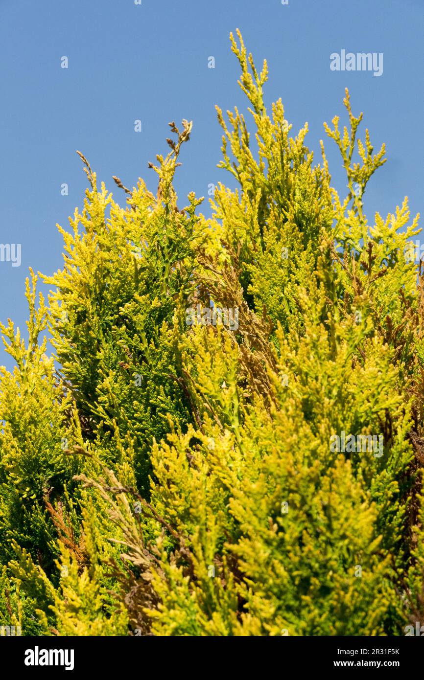 Oriental Arborvitae, Yellow, Platycladus, Thuja orientalis 'Bonner Hexe', Oriental Thuja, Foliage Stock Photo