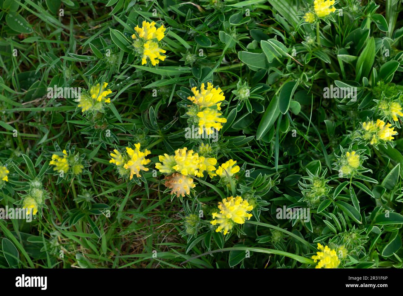 Yellow wildflowers Common Kidney Vetch growing in field in spring May 2023 on Welsh coast of Pembrokeshire West Wales UK   KATHY DEWITT Stock Photo