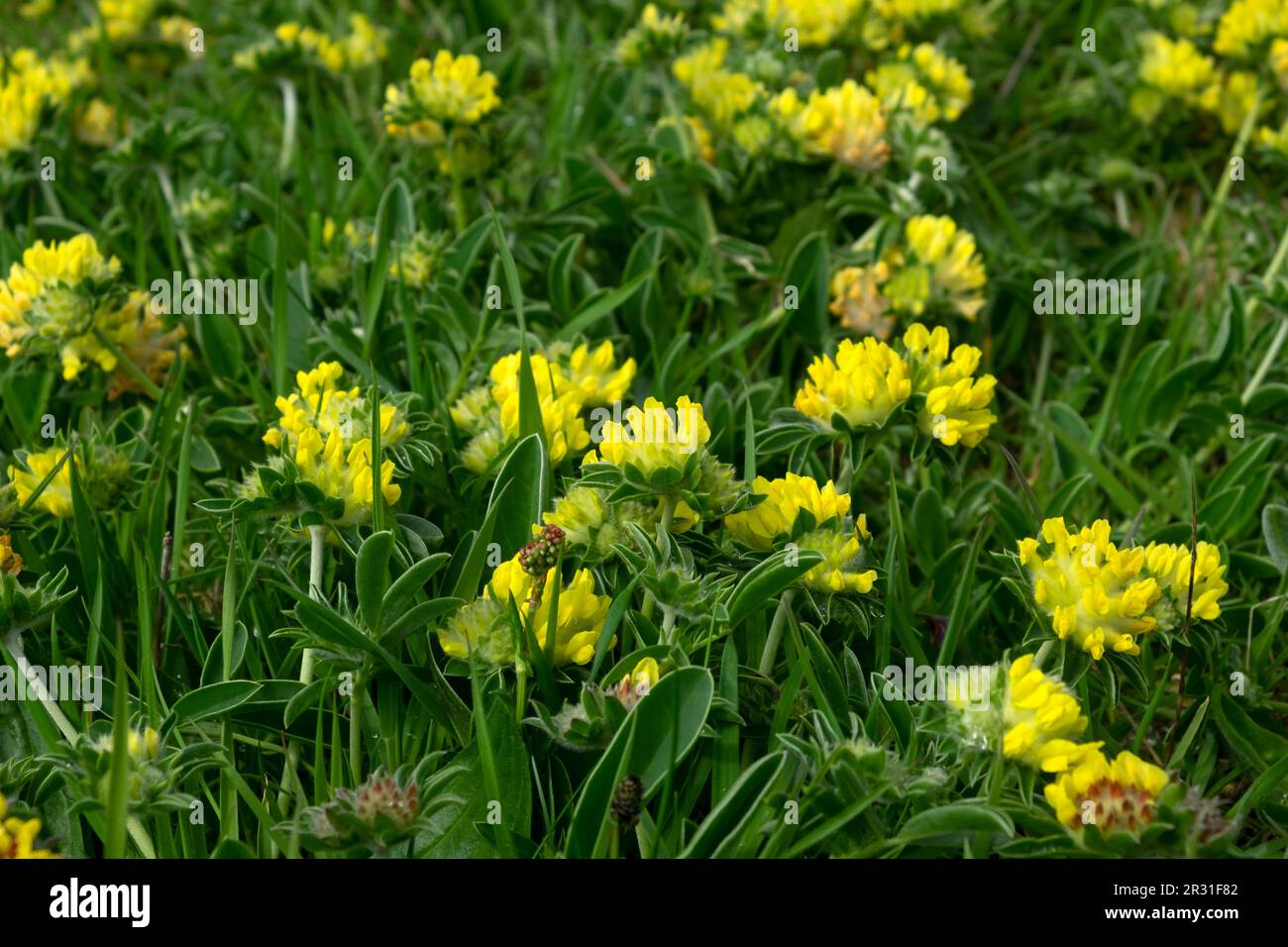 Yellow wildflowers Common Kidney Vetch growing in field in spring May 2023 on Welsh coast of Pembrokeshire West Wales UK   KATHY DEWITT Stock Photo