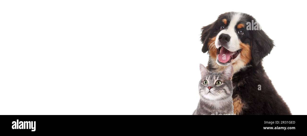Happy pets. Adorable Bernese Mountain Dog puppy and gray tabby cat on white background. Banner design Stock Photo