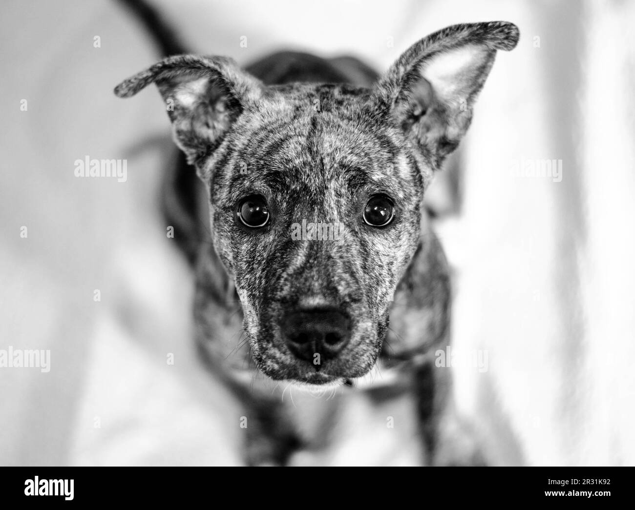 Brindle American Pitt Bull Terrier puppy looking up at the camera, black and white. Stock Photo