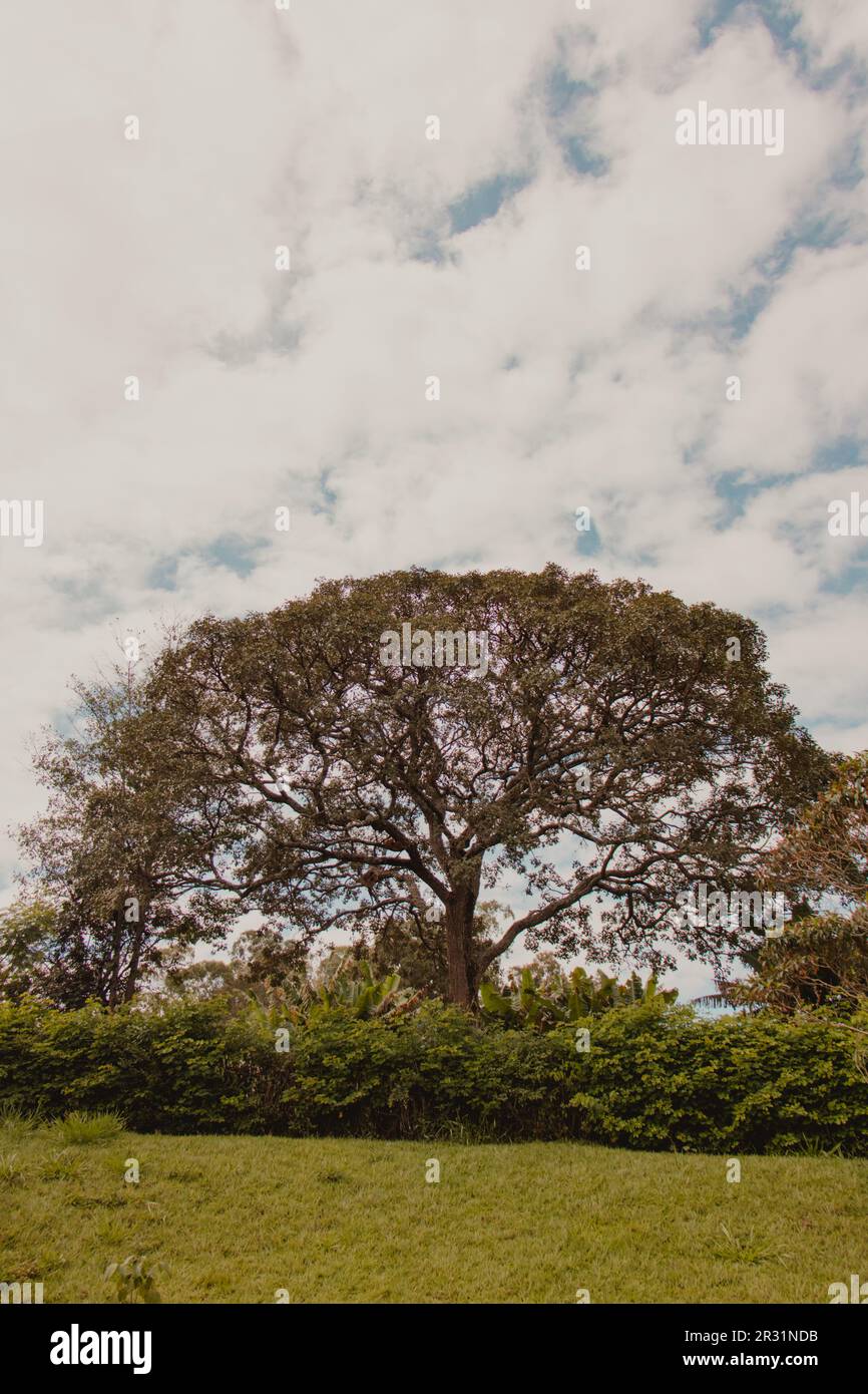 Only tree in landscape hi-res stock photography and images - Alamy