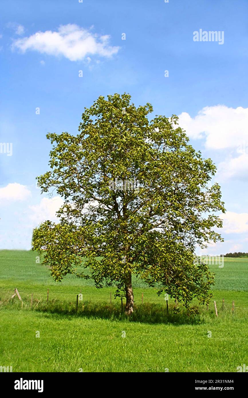 The spring tree Stock Photo - Alamy