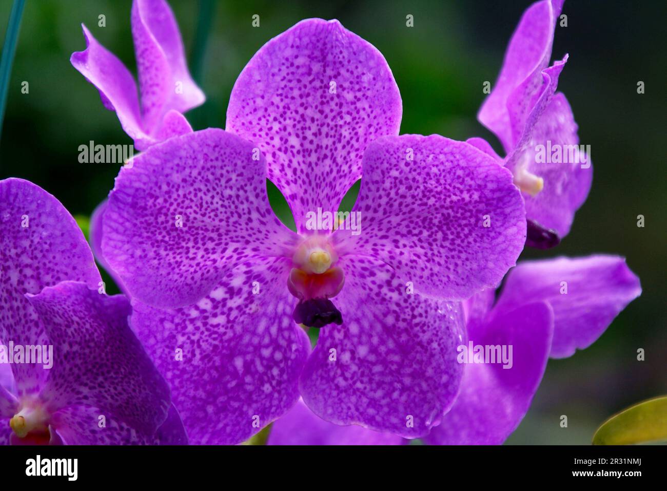 Vanda, Orchids Stock Photo