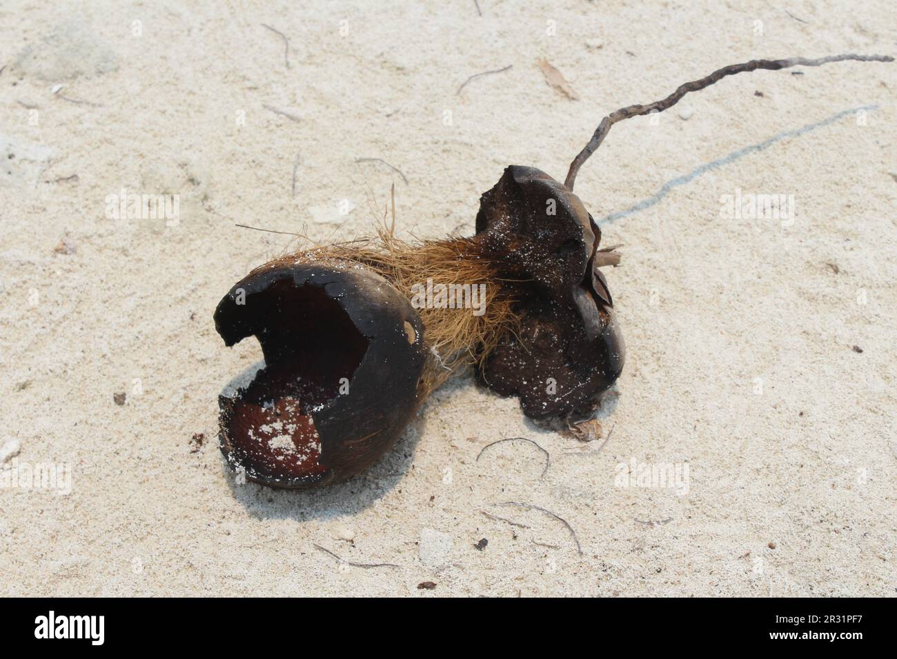 remains of a coconut washed up on a coral island beach Stock Photo Alamy