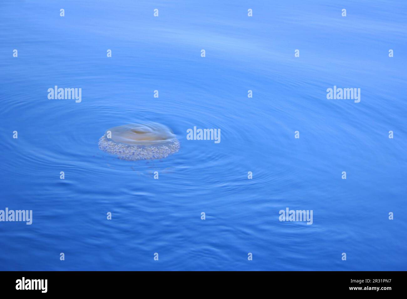 Root mouth jellyfish in sea Stock Photo