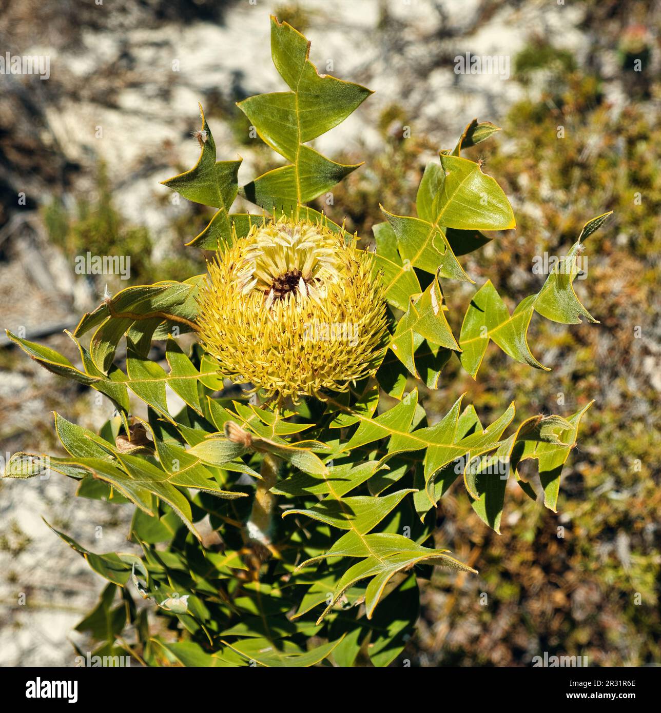 Flowers and the characteristic leaves of banksia grandis (giant banksia) Fitzgerald River National Park, south coast of Western Australia. Stock Photo