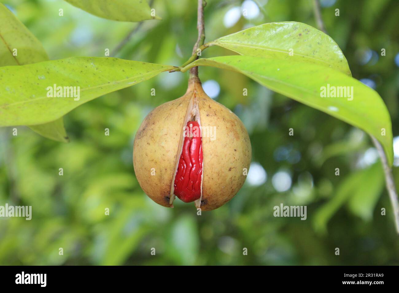 ripe fruit and leaves of the Nutmeg tree (Myristica fragrans) isolated