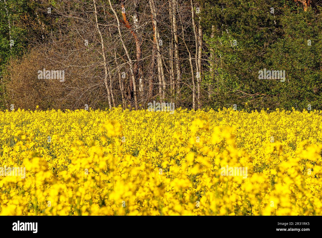 canola - horizontal wallpaper - blooming rapeseed field Stock Photo