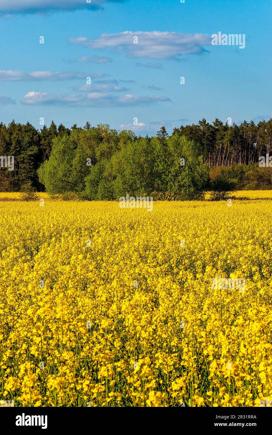 canola field vertical wallpaper - blooming rapeseed field Stock Photo