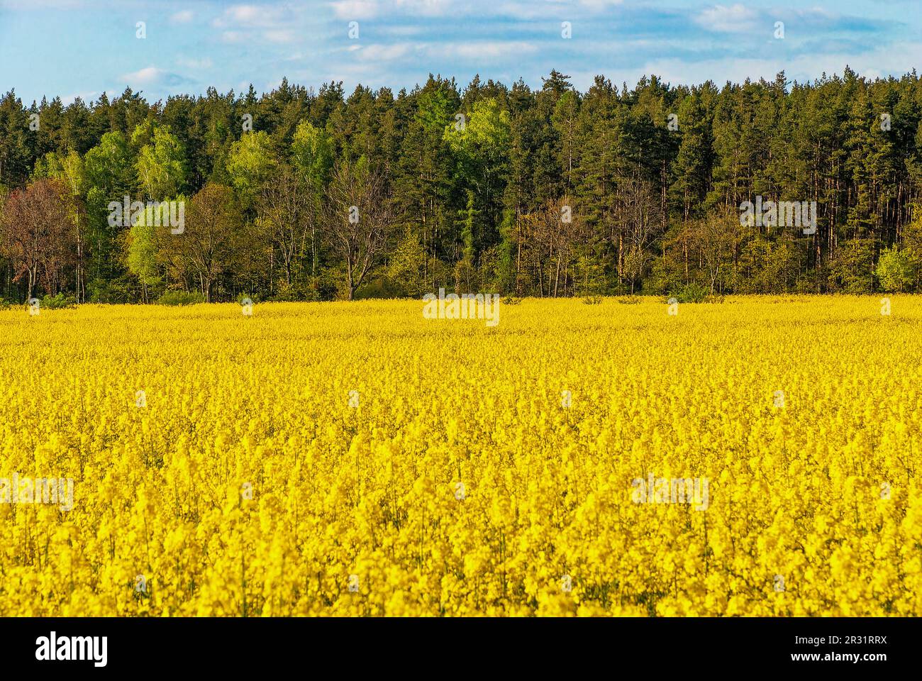 canola field - horizontal wallpaper - blooming rapeseed field Stock Photo
