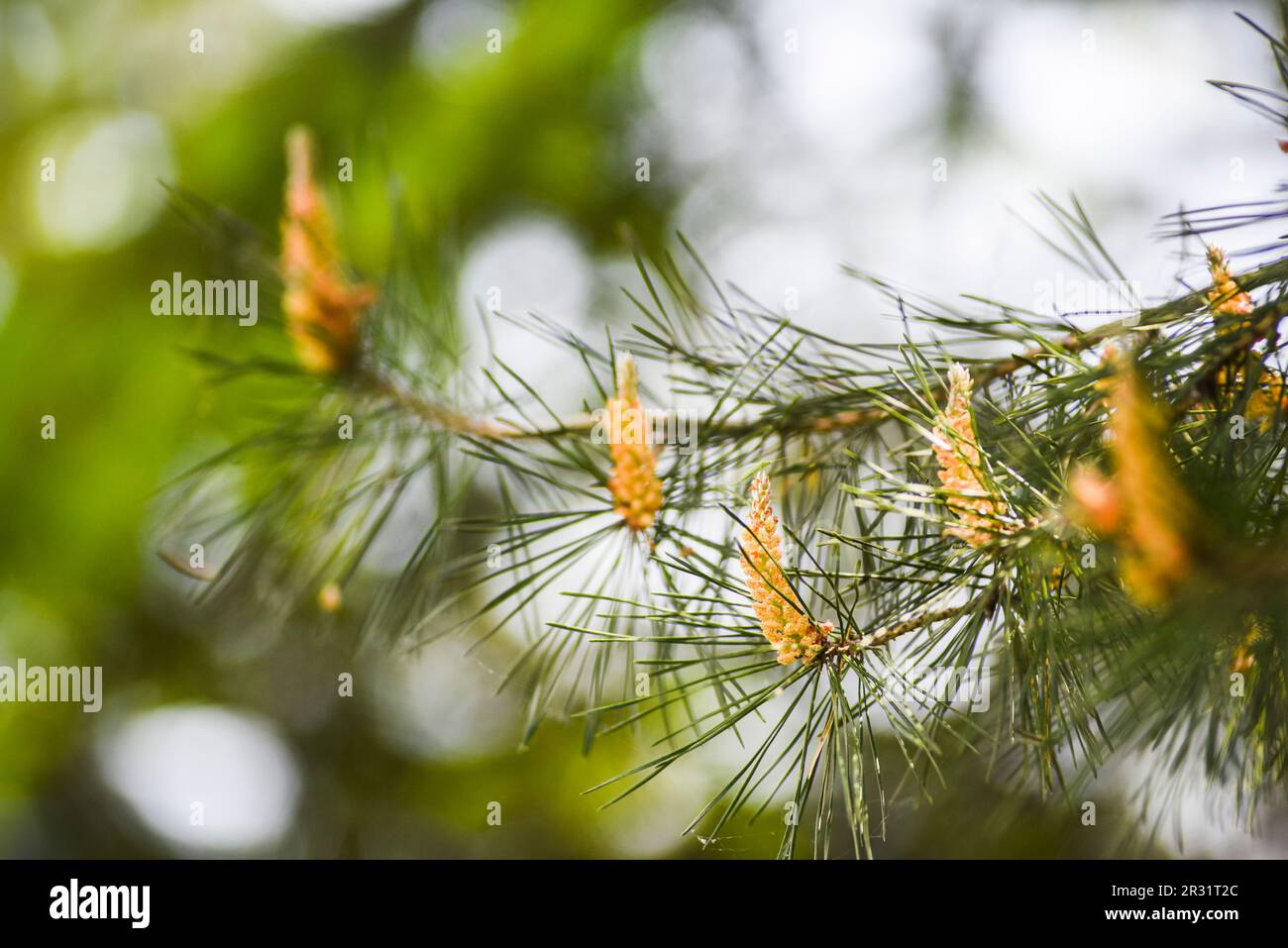 Pine flowers blooming in spring, outdoors in the forest. Stock Photo