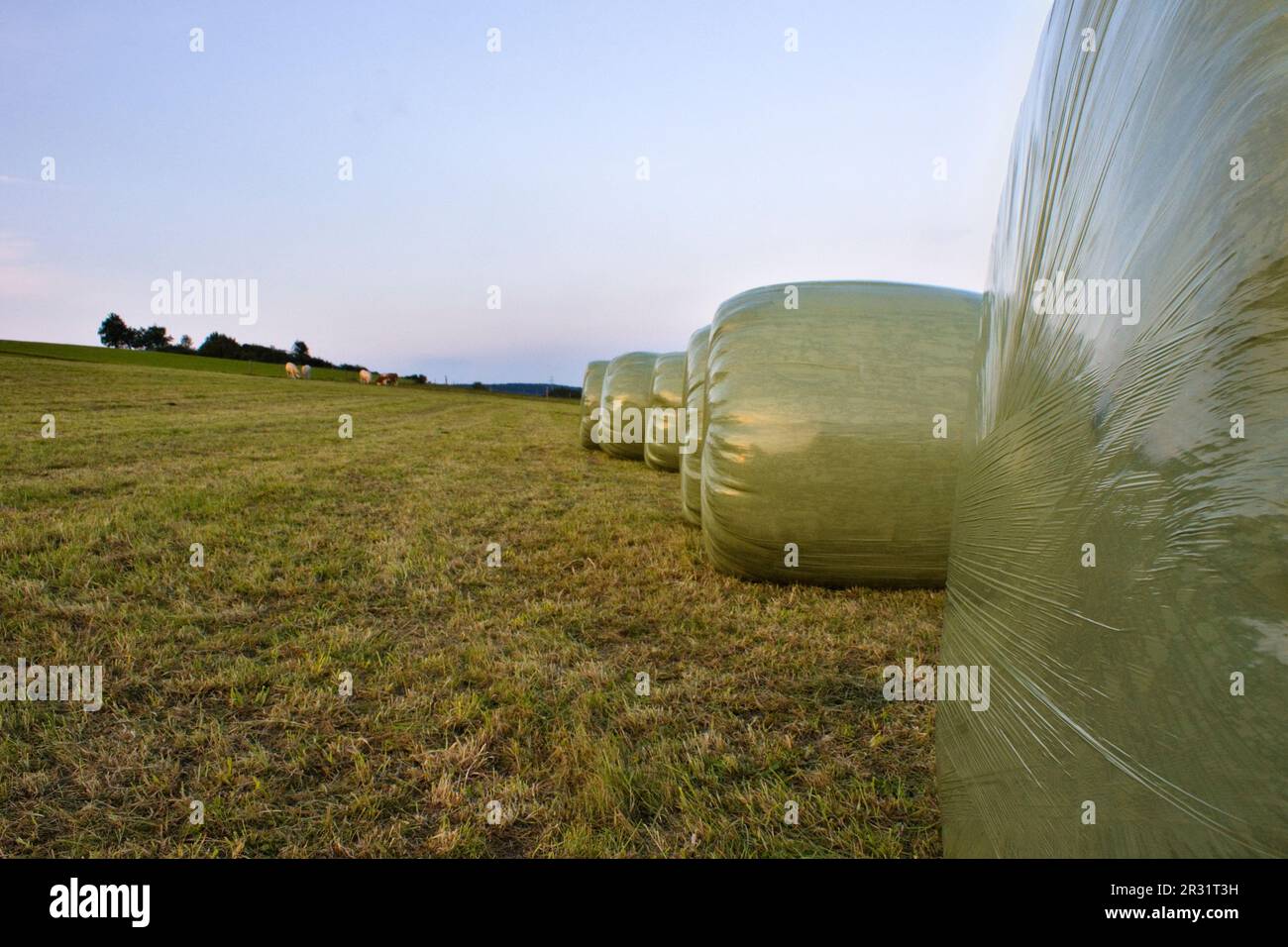 Feed the cattle hi-res stock photography and images - Alamy
