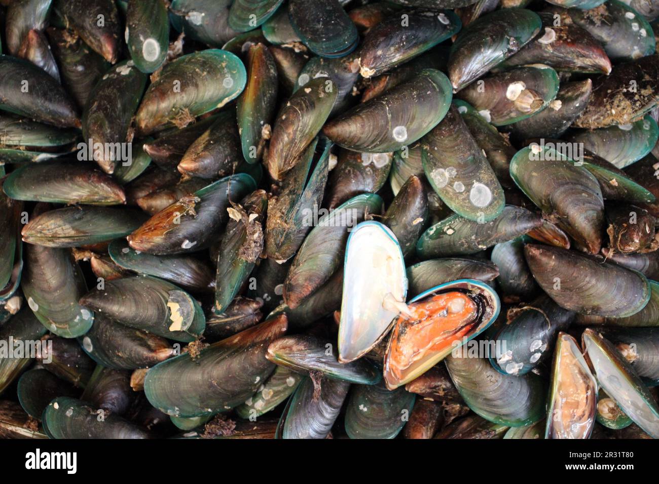 shellfish for sale at the Mae Klong Railway Market (Talad Rom Hub