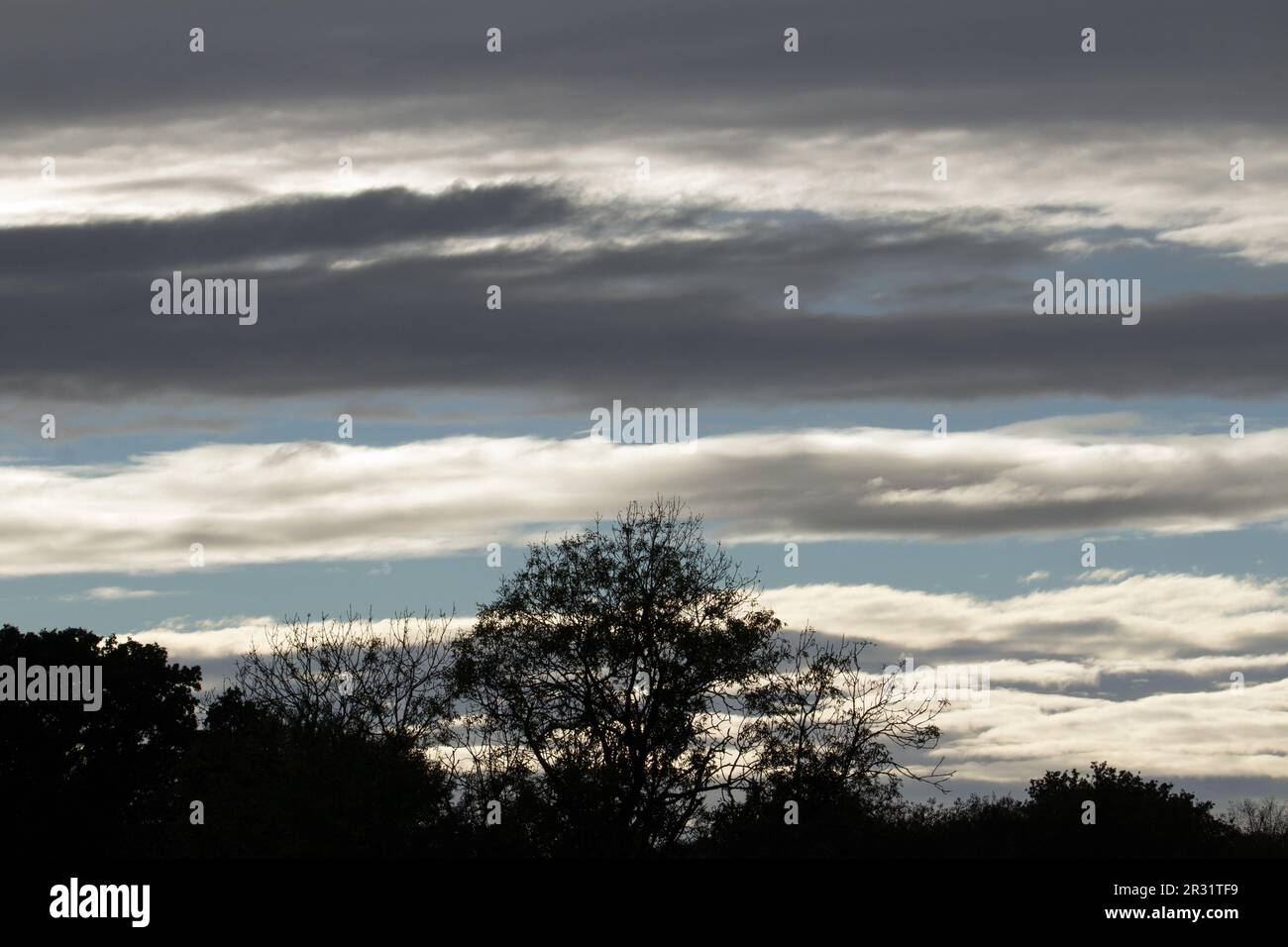 silhouette of trees in the morning with blue sky and white and dark ...
