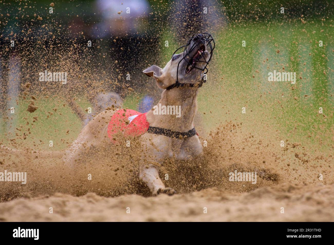 At the greyhound race Stock Photo Alamy