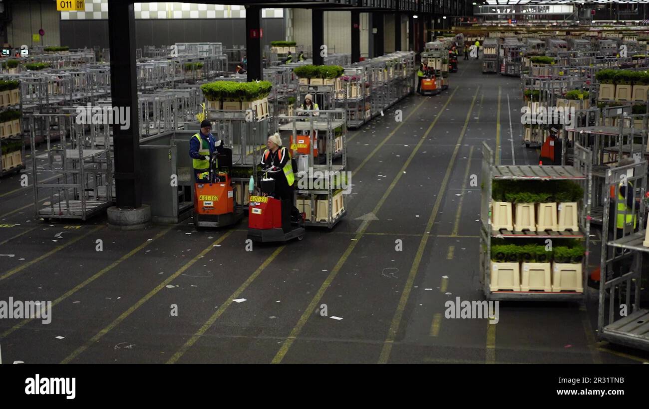Huge flower auction warehouse in Aalsmeer, Netherlands 03.31.2023