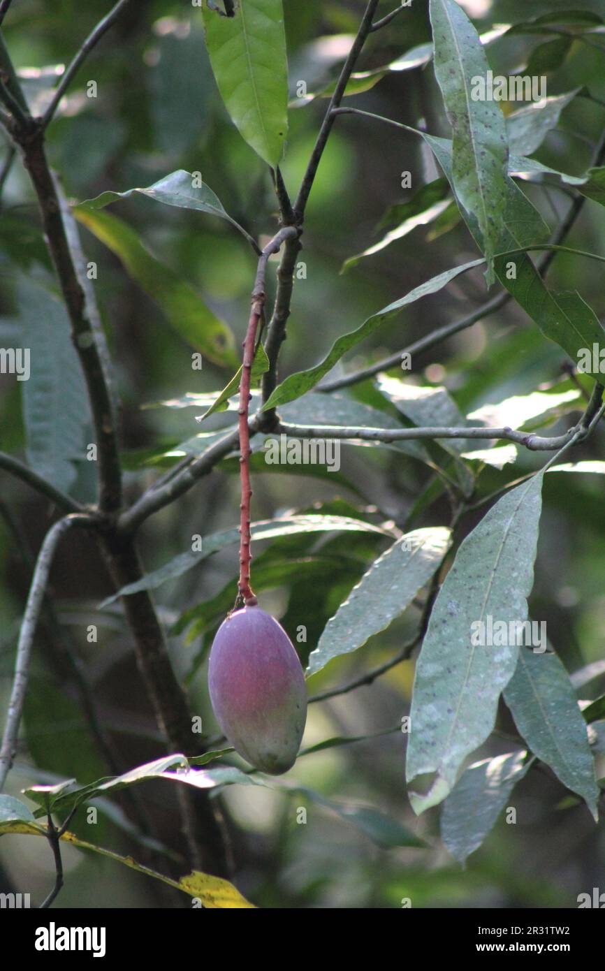 single purple mango fruit hanging from a tree Stock Photo Alamy
