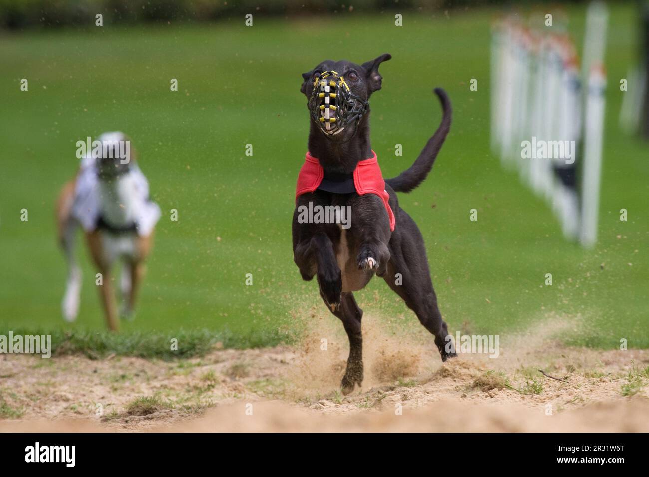 Greyhound jump up in the sand pit Stock Photo