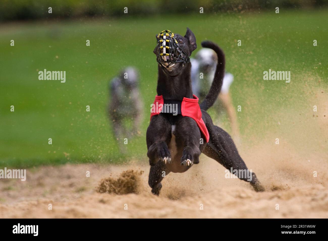 Greyhound jumps up in the sand pit Stock Photo