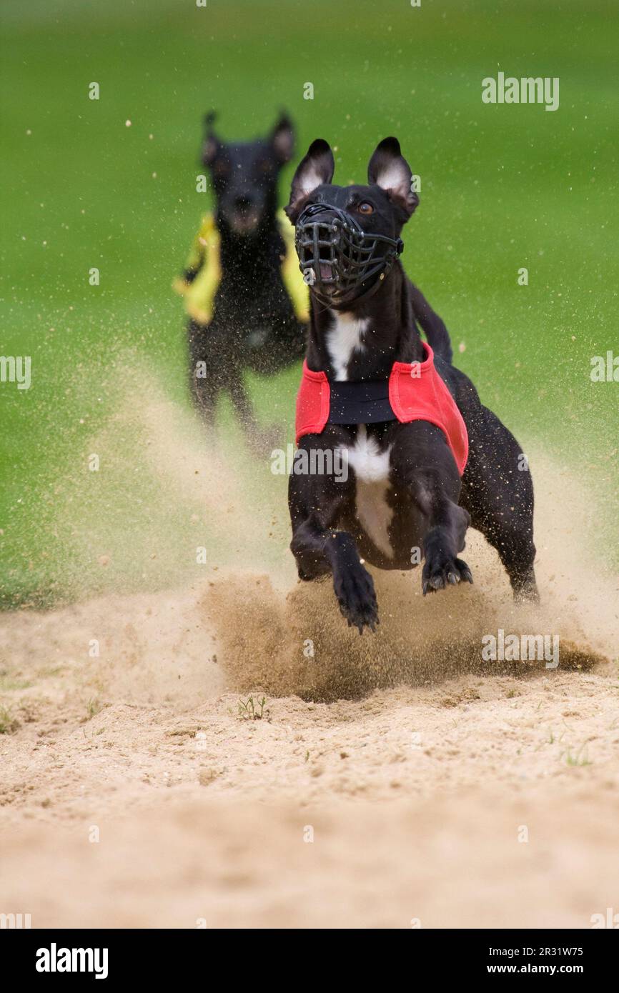 At the greyhound race in the sand pit Stock Photo