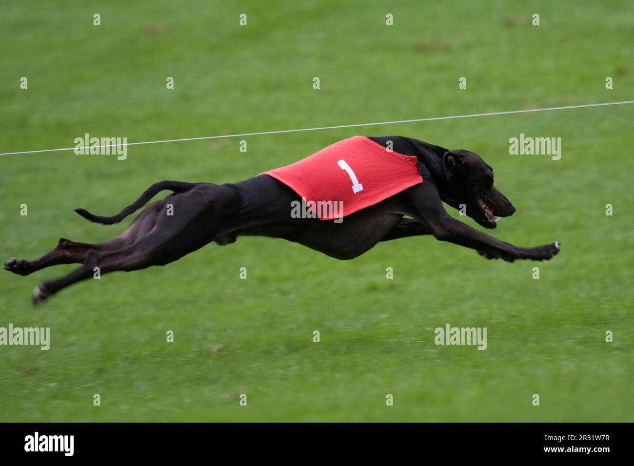 Sprinting greyhound Stock Photo