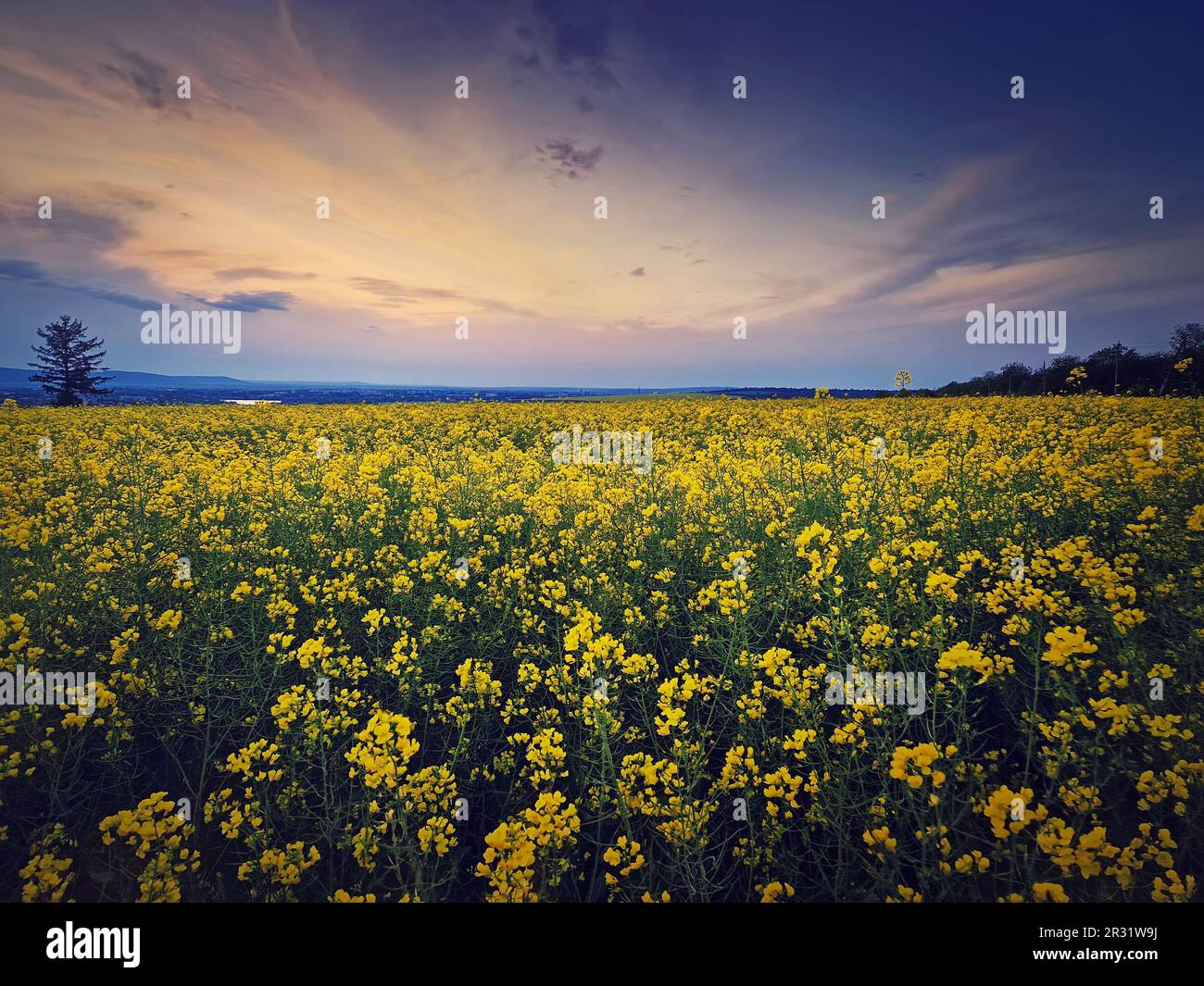 Rapeseed field under sunset sky background. Land with yellow canola flowers in the evening. Spring farmland seasonal blooming Stock Photo