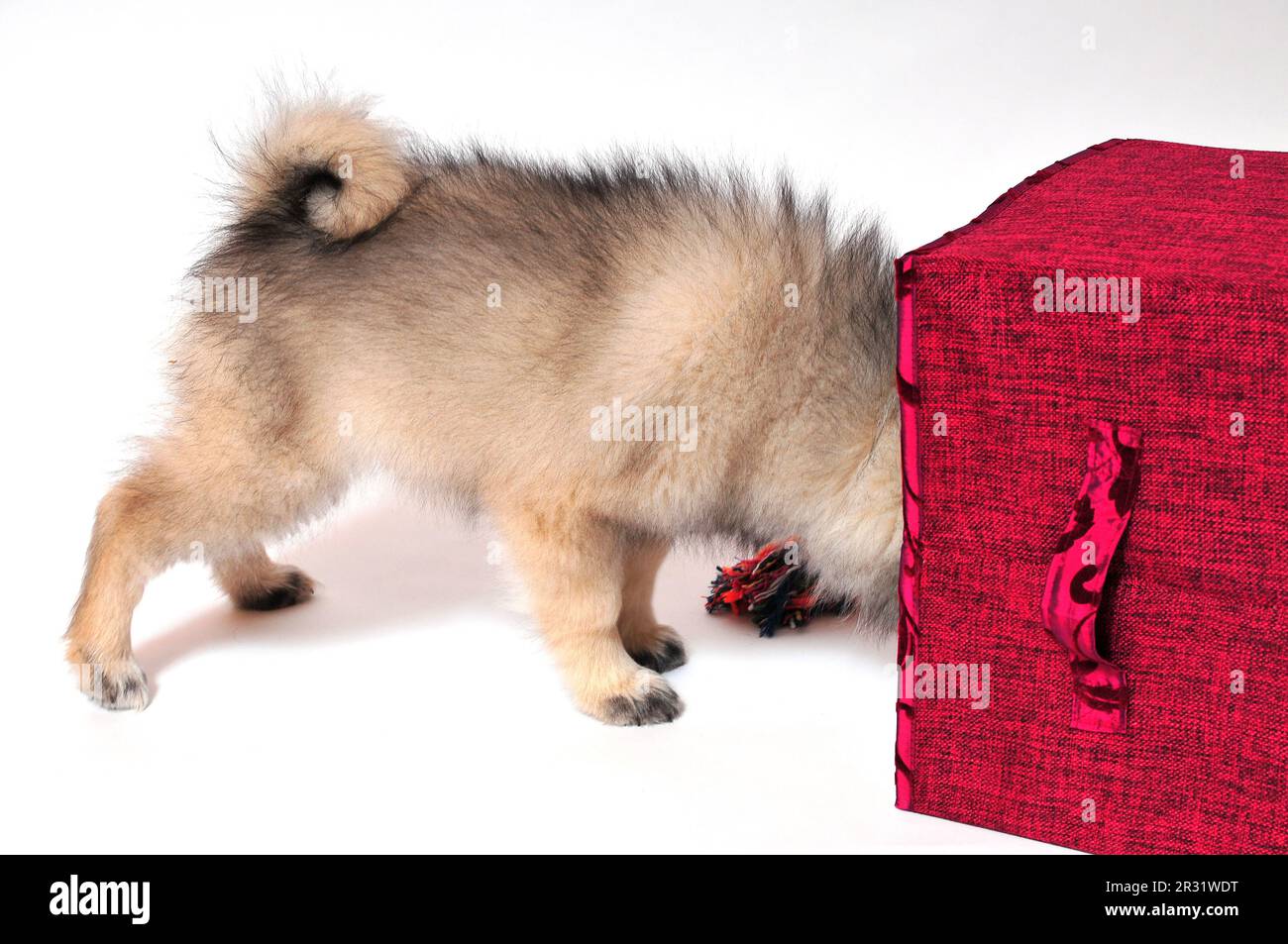 Wolf spitz puppy playing Stock Photo